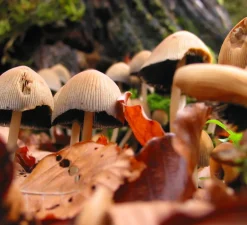 Lampe à poser, Okina 25, rouge mat, LED, dim, 2700K, 800 lm, Ø27,2cm, H41,7cm - Pott