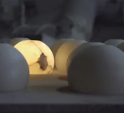 Suspension, Neil 32, albâtre, câble noir et rosace nickel mat, LED, 2700K, 910lm, Ø32cm, H23cm - Carpyen